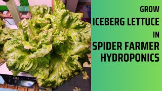 Grow Iceberg Lettuce in Spider Farmer Hydroponics System | Aerogarden Nutrients