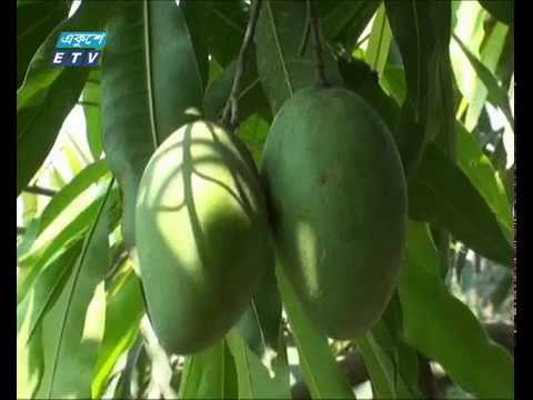 ভৌগলিক নির্দেশক পণ্য হিসেবে সনদ পেলো ক্ষীরসাপাত আম