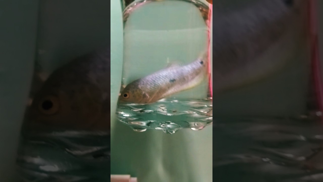 My Gourami Fish #aquaticpets #fish