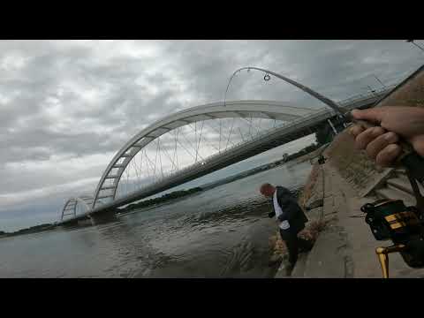Varalicarenje Soma Dunav Novi Sad Kej Catfish Spinning
