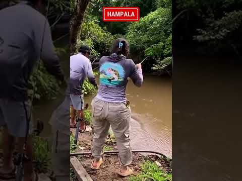 Wonderful #strike #mancing #ikan #hampala #mancingliar #rawa #river #sungai #toman #gabus #goldfish