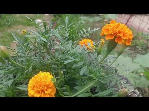 download lagu mp3 mp4 African Marigold Vs French Marigold, download lagu African Marigold Vs French Marigold gratis, unduh video klip African Marigold Vs French Marigold