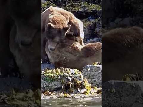 «Очень страшная схватка — бурый медведь убил другого бурого медведя во время боя.»