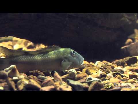 Biotop-Aquarien und Philosophie der Panta Rhei GmbH