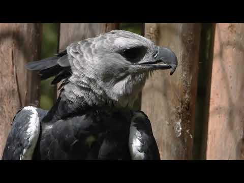 The massive beak of the Harpy Eagle   4K