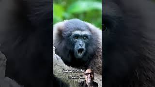 Download lagu suara yang sangat nyaring binatang. #animals #binatanglucu #alam #shorts #lucu mp3