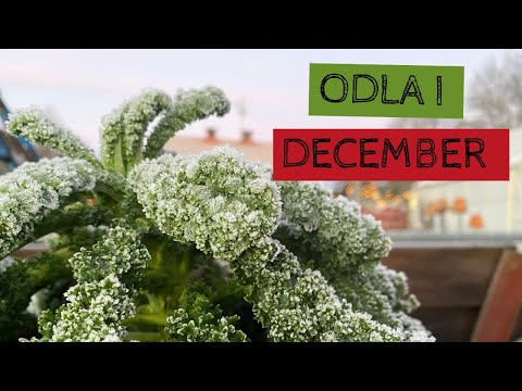Odla i december - ovanligt kallt och dåligt med skörd i växthusen