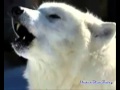 Белая волчица 