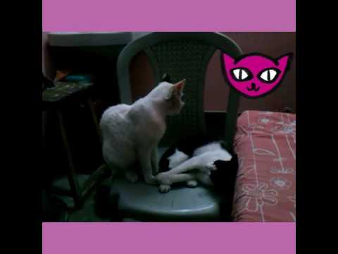 Cats lovely fighting version 2 urmi