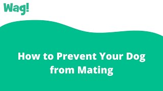 How to Prevent Your Dog from Mating | Wag!