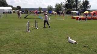 preview picture of video 'Agility European Open 2014 Ruli from Japan'