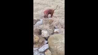 preview picture of video 'Redbone Coonhound Hunting Armadillo'