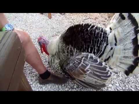 **Funny** Turkey love in Tulum