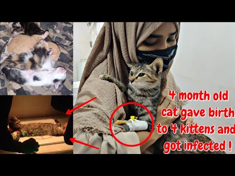 4 month old cat gave birth to 4 kittens | What happened to her next ?