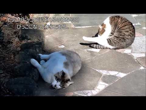 Best Funny Cat Videos Ever 2017 Ep 2285