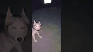 She doesn't want to leave the dog park with her pack