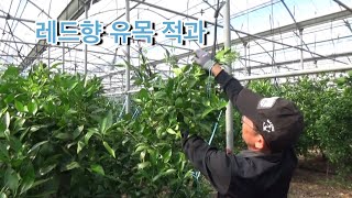 레드향 어린나무 적과하는 방법
