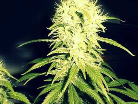 246 BB: #OMG! Mysta Graham - iNDICA MUSIC (Audio)