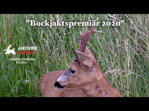 "Den Fantastiska Bockjaktspremiären 2020" (Följ med jaktfeber på Oslagbar Bockjakt)