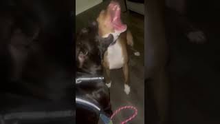 Video preview image #1 American Staffordshire Terrier-Boston Terrier Mix Puppy For Sale in HOUSTON, TX, USA