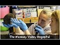 The Hedgehog Hogspital Maddie Moate