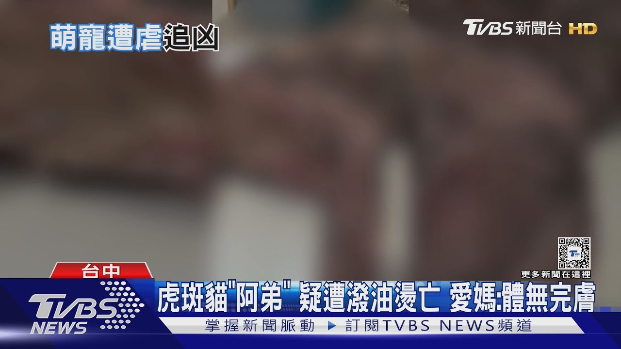 虎斑貓「阿弟」疑遭潑油燙亡　愛媽：體無完膚