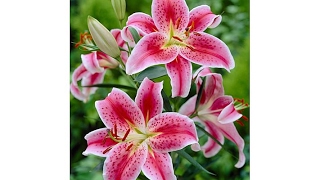 Meadow Valley "Stargazer" Lilies 5piece Set