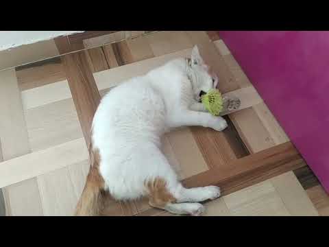 Interesting video till watch end, Funny cat video, Playing cat, #cat, #catlovers
