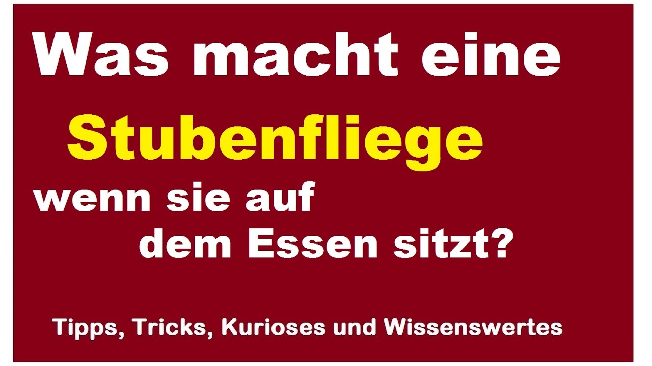 Was macht die Stubenfliege, wenn sie auf dem Essen sitzt? Aufnahme Nahrung Fliege