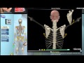 How Scapular Movement Works: 3D Anatomy & Diagrams