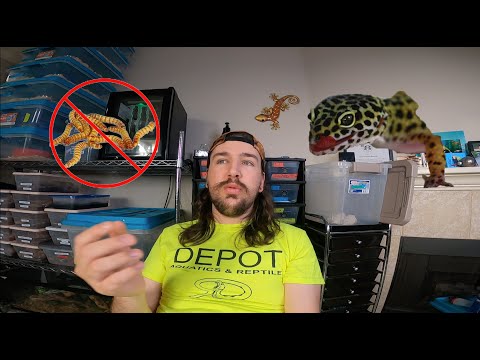 1st YouTube video about how long can leopard geckos go without heat