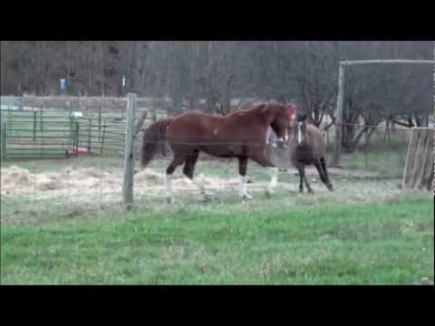 , title : 'Horse Play - Spinner vs. Eddie.m4v'