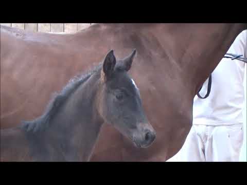 Baloutender x Wolkenstürmer