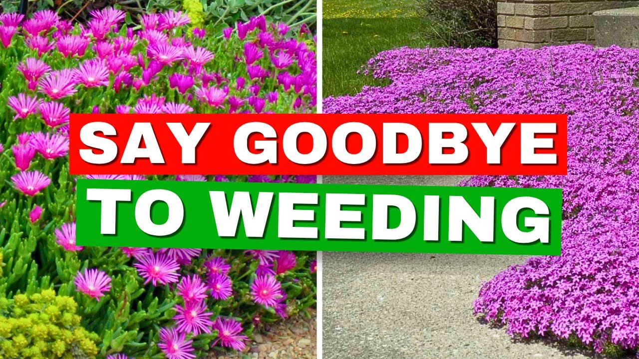 Stop Weeding! 10 Plants That Do the Work FOR YOU!