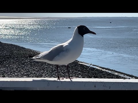 Sonderfahrt Norddeutschland  - Küstenvogelkolonie