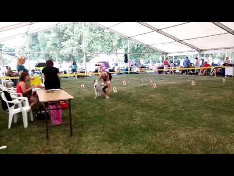 Národní výstava psů, Mladá Boleslav