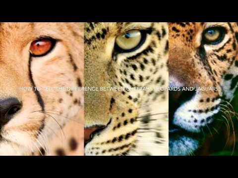 How to tell the difference between cheetahs leopards and jaguars