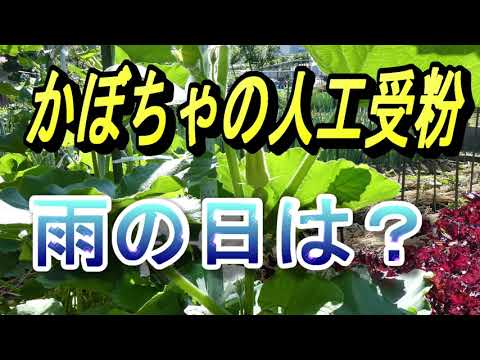 かぼちゃ受粉の仕方！失敗しない受粉時間や雨の日は？ | ゆうがの楽々家庭菜園　