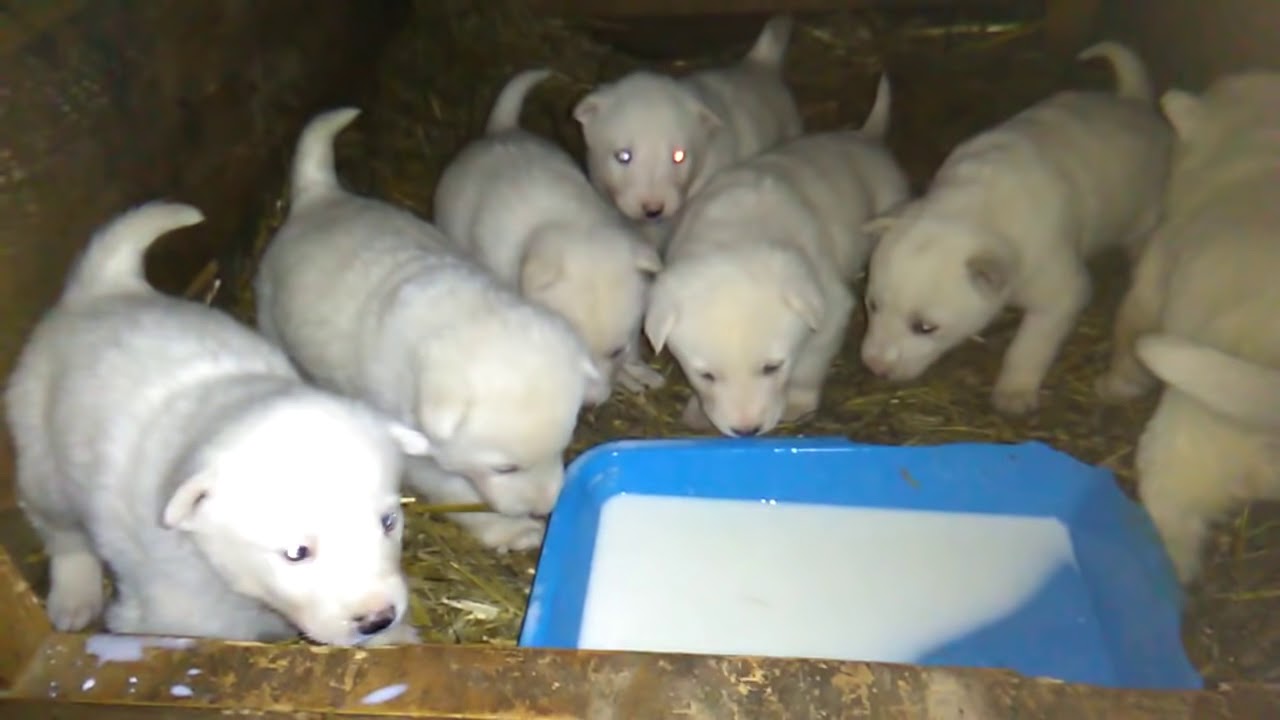 Вечерняя кормёжка щенков и собак!!!