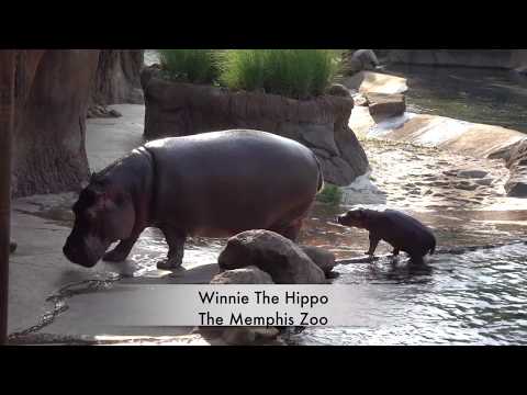 Winnie The Hippo