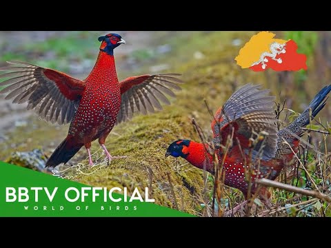 Birds of Bhutan | Most Beautiful Birds Found in Bhutan You've Never Seen | BBTV Official