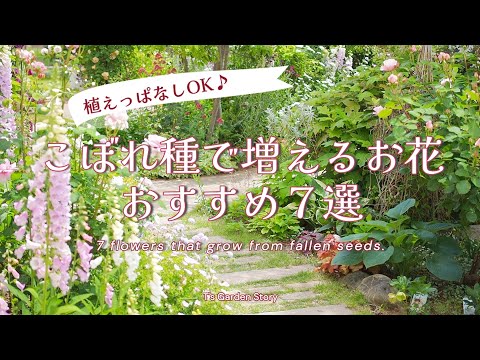 垂れブナ、しだれブナ 植物