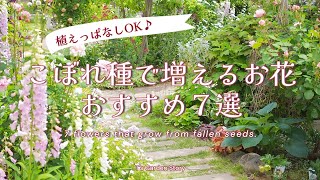 [Can be left planted] 7 cute flowers that grow from fallen seeds [Gardening at T's Garden]