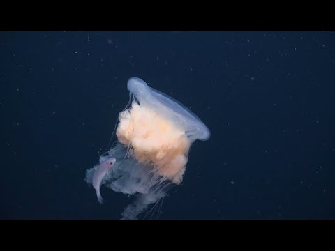 URI professors identify deep sea species