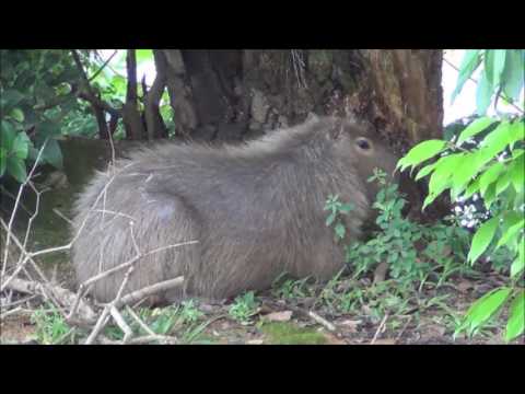 RIO TUBARÃO: O ALENTO DA VIDA.
