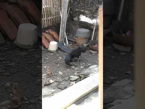 The best ayam cemani