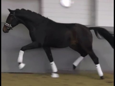 SOLD 2014 Oldenburg stallion by FRANZISKUS with top movements ! www.sporthorses-online.com