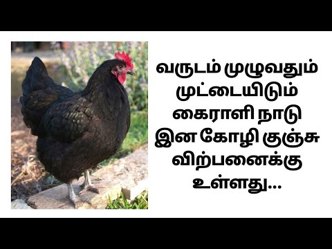 Nadu koli ( layer breed ) black australorp kairali chicks ko...
