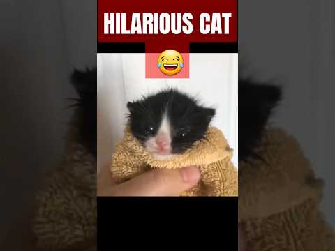 Cat roaring horn || funny cat sound horn || How to buy a bomb cat kitten || cat meowing 😂😂😂