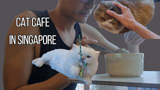 QQ Cats & Cafe Singapore 🐱 | $15 Cat Time, 2-Storey Cat Cafe & What You Need to Know!
